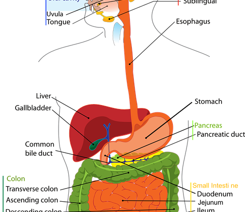 Will Colon Cleansing Be Your Magic Bullet To Weight Loss?